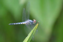 Brachydiplax sobrina