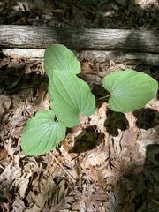 Dioscorea villosa