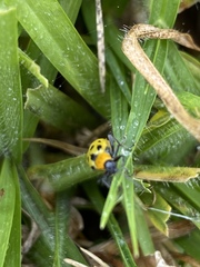 Diabrotica decempunctata