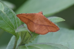 Striglina