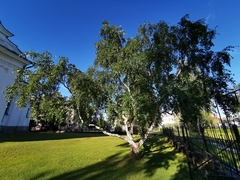 Betula pendula carelica