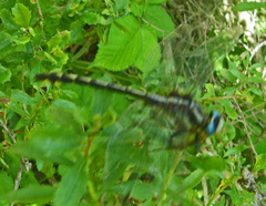 Phanogomphus kurilis