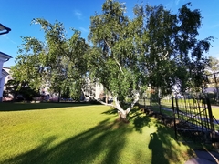 Betula pendula carelica