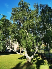 Betula pendula carelica