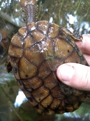 Hydromedusa maximiliani