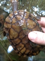 Hydromedusa maximiliani