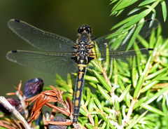 Leucorrhinia borealis