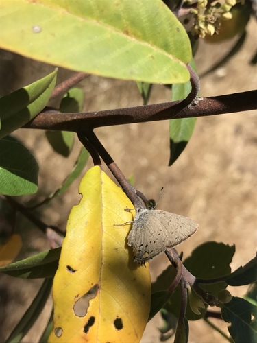 iNaturalist observation photo of California Hairstreak