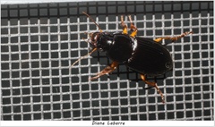 Harpalus