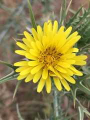 Scolymus maculatus