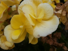 Begonia × hiemalis