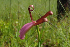 Cleistesiopsis