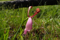 Cleistesiopsis