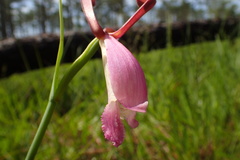 Cleistesiopsis