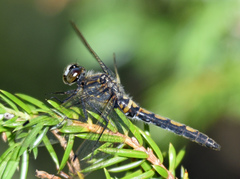 Leucorrhinia borealis