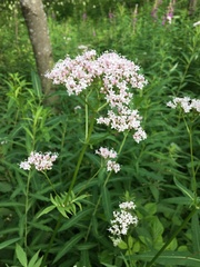 Valeriana officinalis