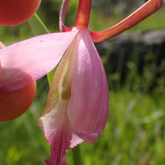 Cleistesiopsis