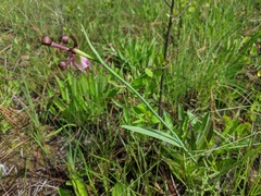 Cleistesiopsis