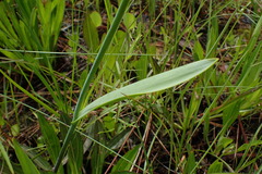 Cleistesiopsis