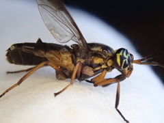 Chrysops univittatus