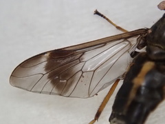 Chrysops univittatus