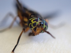 Chrysops univittatus