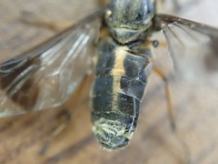 Chrysops univittatus