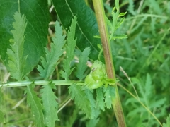 Rhopalomyia tanaceticola