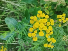 Rhopalomyia tanaceticola