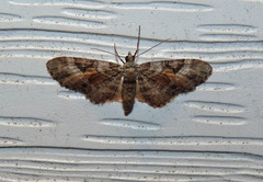 Eupithecia anticaria
