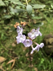 Duranta triacantha