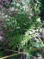 Libanotis pyrenaica