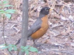 Turdus migratorius