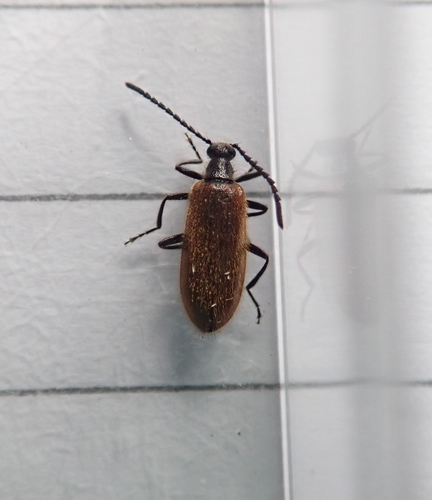 Photo of Rough-haired Lagria Beetle (Lagria hirta)