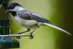 Poecile atricapillus