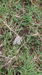 Utetheisa pulchelloides vaga