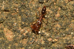 Anochetus