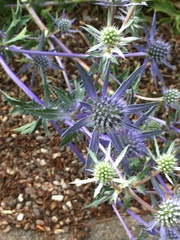 Eryngium amethystinum