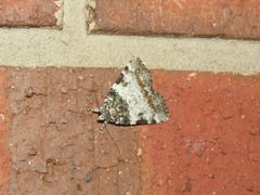Catocala connubialis