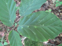 Cristulariella depraedans