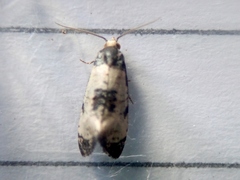 Neocochylis dubitana