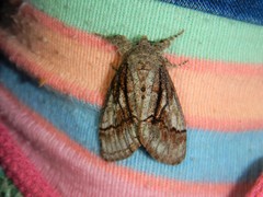 Dasychira obliquata