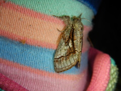 Dasychira obliquata