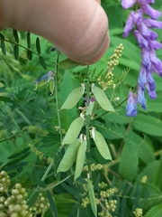 Vicia cracca