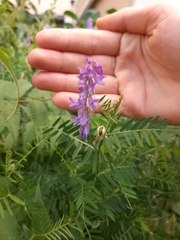Vicia cracca