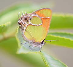 Callophrys xami xami