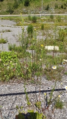 Erysimum virgatum