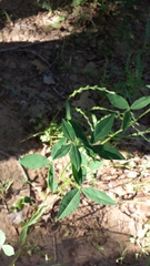 Trifolium vesiculosum