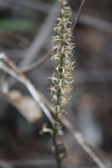 Mesadenus lucayanus