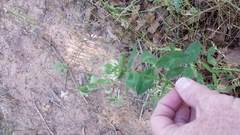 Trifolium vesiculosum